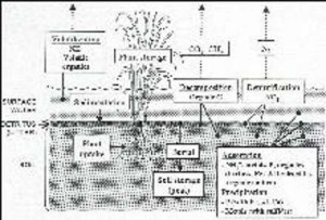 contaminant removal in wetlands